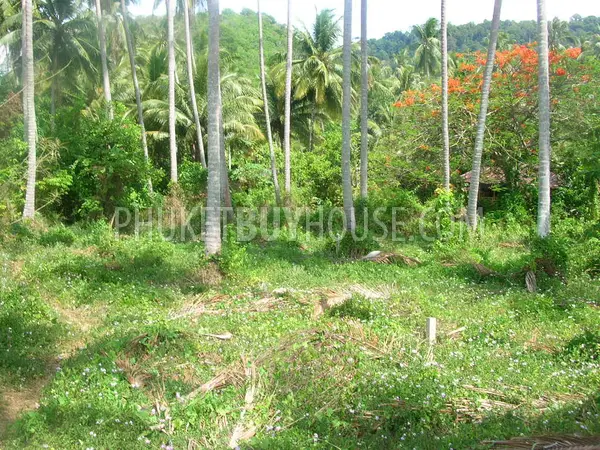 LAG5401: 1 Rai Beachfront Land in Koh Lon island. 照片 #5