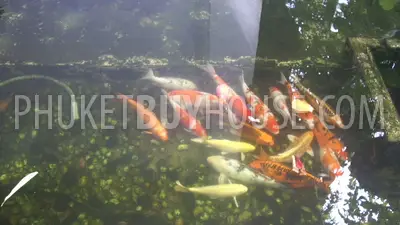 KAT5434: 卡塔海滨4居室别墅. 照片 #36