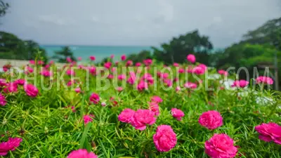 KAM5446: Bright and Airy 3 Bedroom Apartment in Kamala. 照片 #34