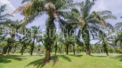 KTH5550: 2 Bedroom House near Golf Club, Kathu. 照片 #11