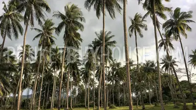 RAW5654: 2 Bedroom House for Sale at Rawai. Photo #3