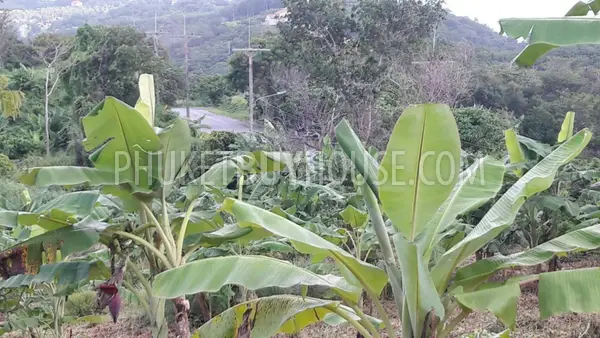 PAN5805: Sea View Plot of Land For Sale in Panwa (12 000 sq. m.). Photo #5