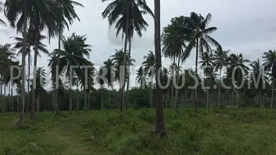 PHA5849: Huge Plot only 200 meter from Natai Beach. 照片 #5