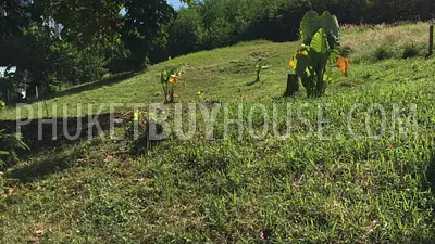 RAW6650: Plot of Land for Sale in Rawai. Photo #2