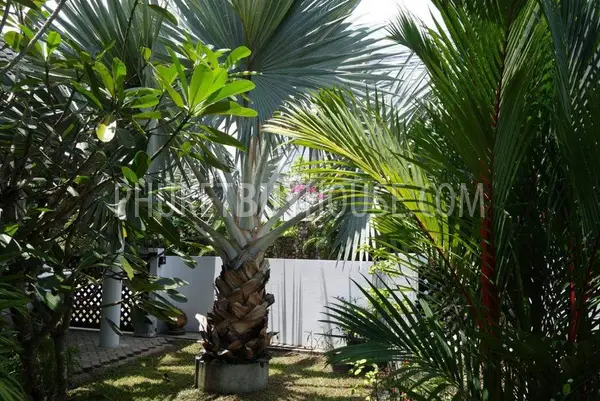 RAW6784: Cozy House with Pool in Rawai. Photo #4